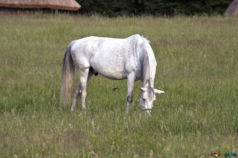  Gray horse  №3264