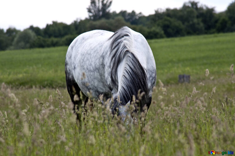 Сірий кінь пасеться у високій траві №3271