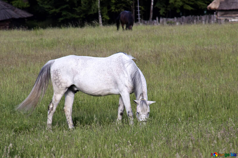  Pâturage du cheval blanc  №3261