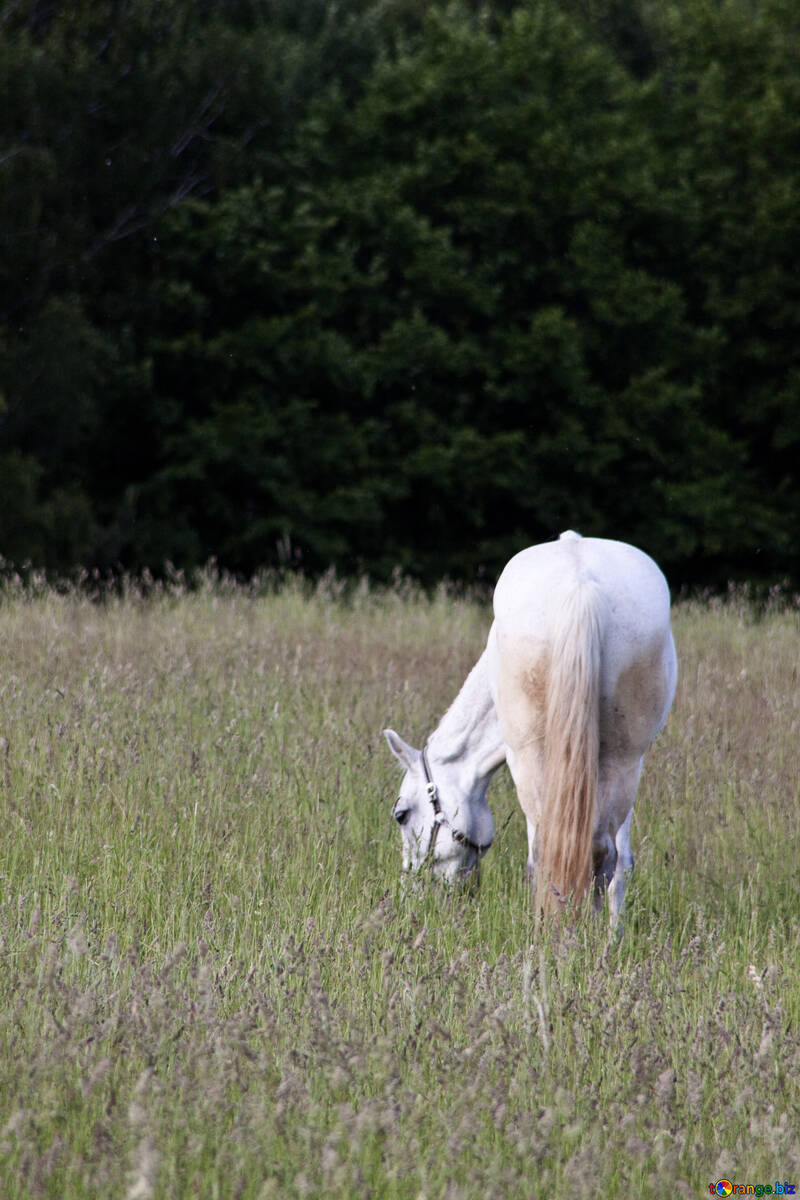 Ein Pferd auf der Weide  №3262