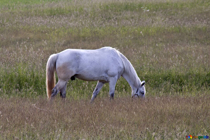  A cheval paissant dans une prairie grison  №3270