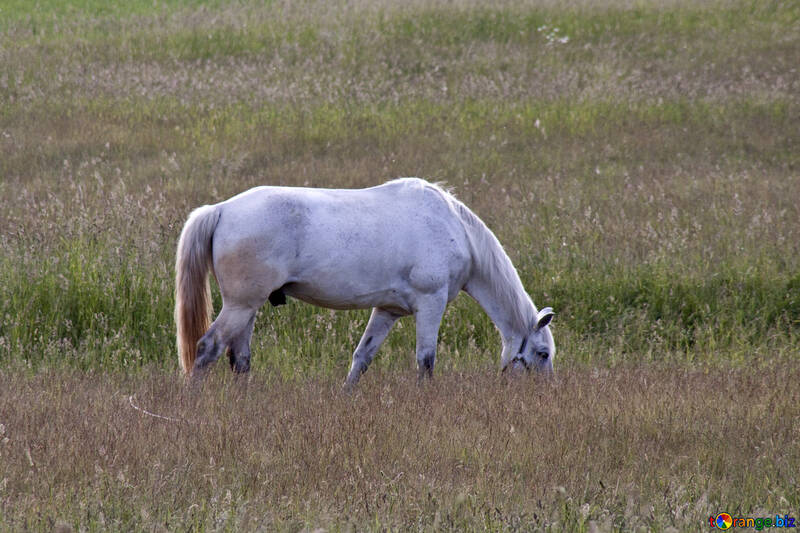  Ein Pferd grast auf einer Wiese  №3270