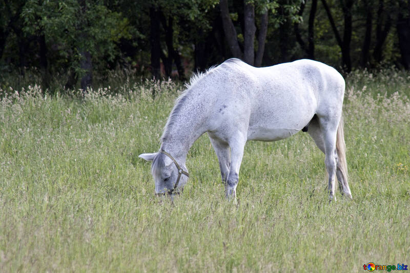  白い 斑点を付けられる 馬  №3268