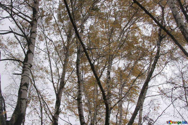 Birches in autumn №3333