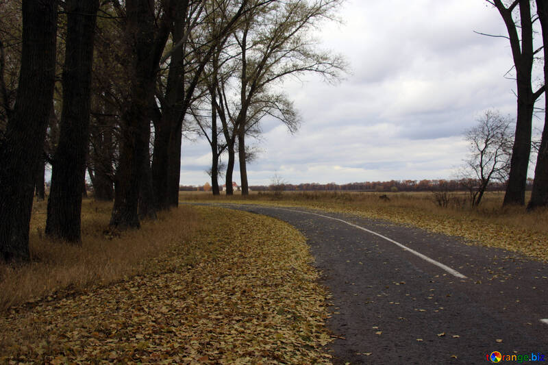 Road in autumn №3494