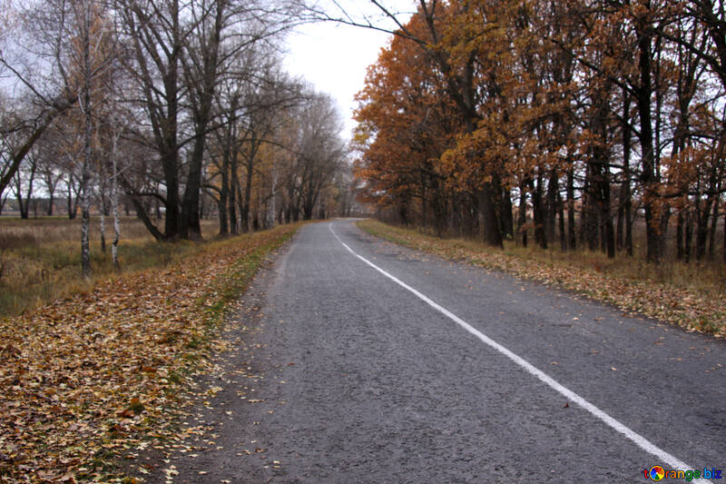 Single-Lane-Straße im Herbst №3521