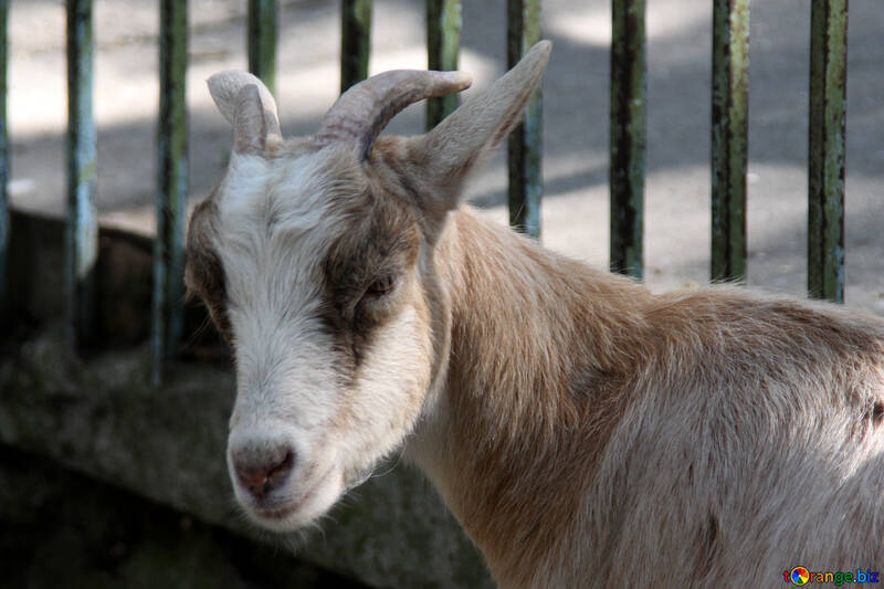  goat  №3077