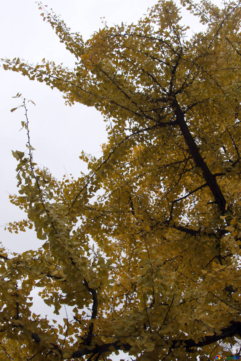  Cielo di autunno con il giallo foglie  №3325