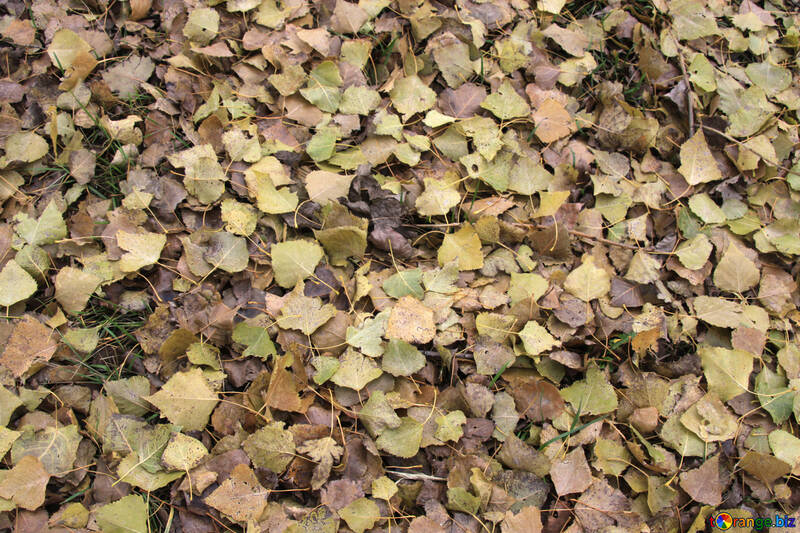 Herbst Blätter auf zemle. Tekstura. №3531