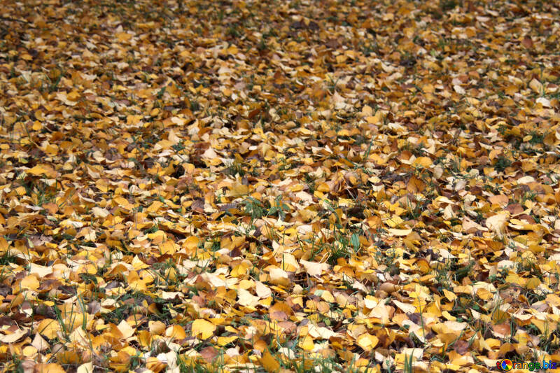  Texture. The fallen leaves . №3339