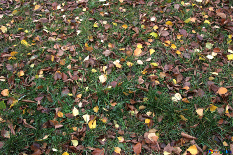  hojas secas en el césped. . №3374