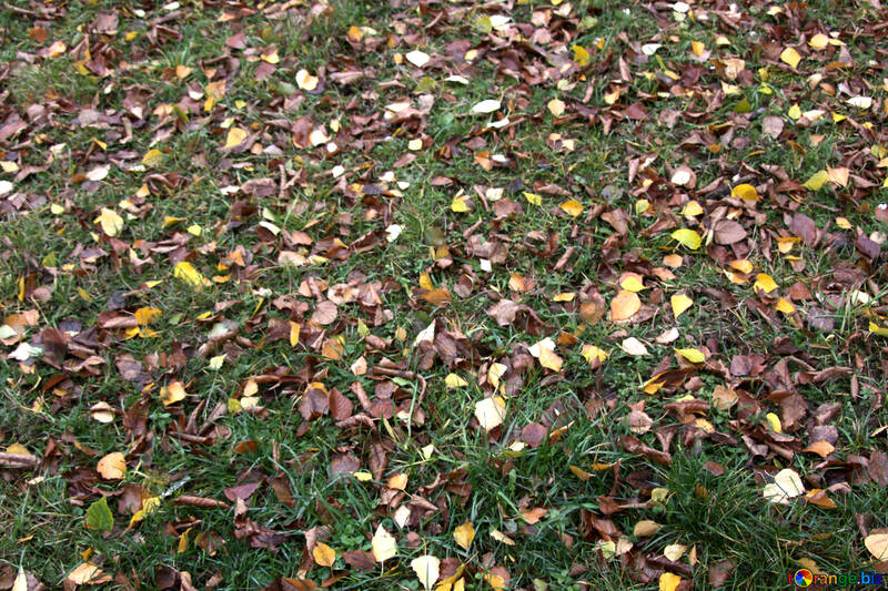 Yellow leaves. Grass. Texture . №3375