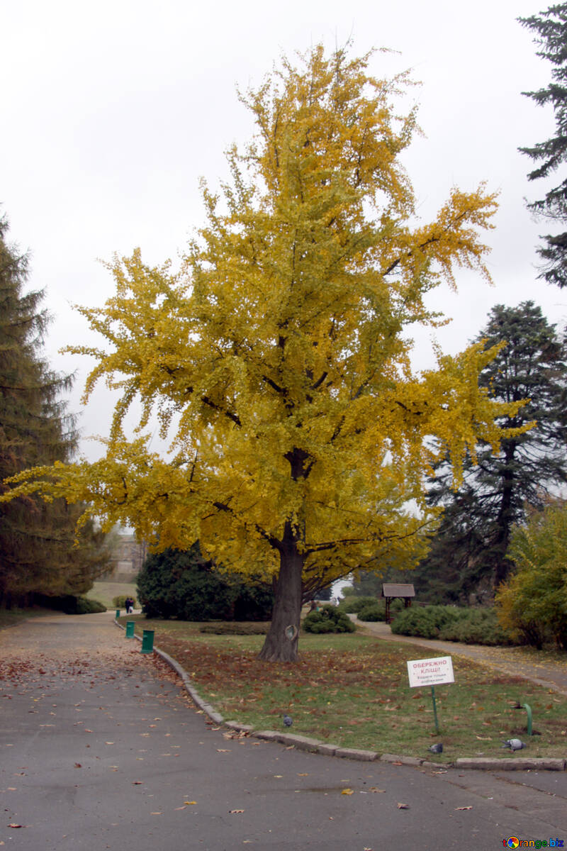  Un árbol con hojas amarillas de otoño los árboles árbol  №3326