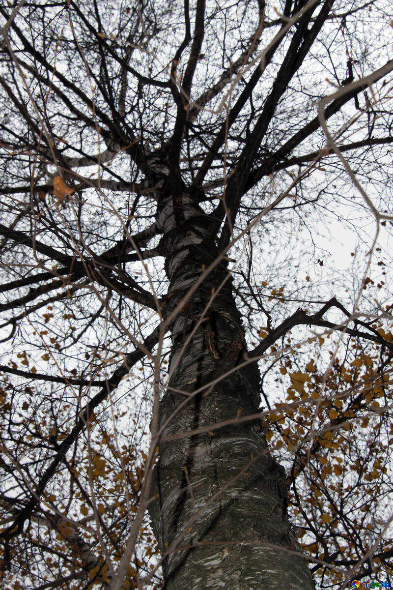 Autumn  tree №3354