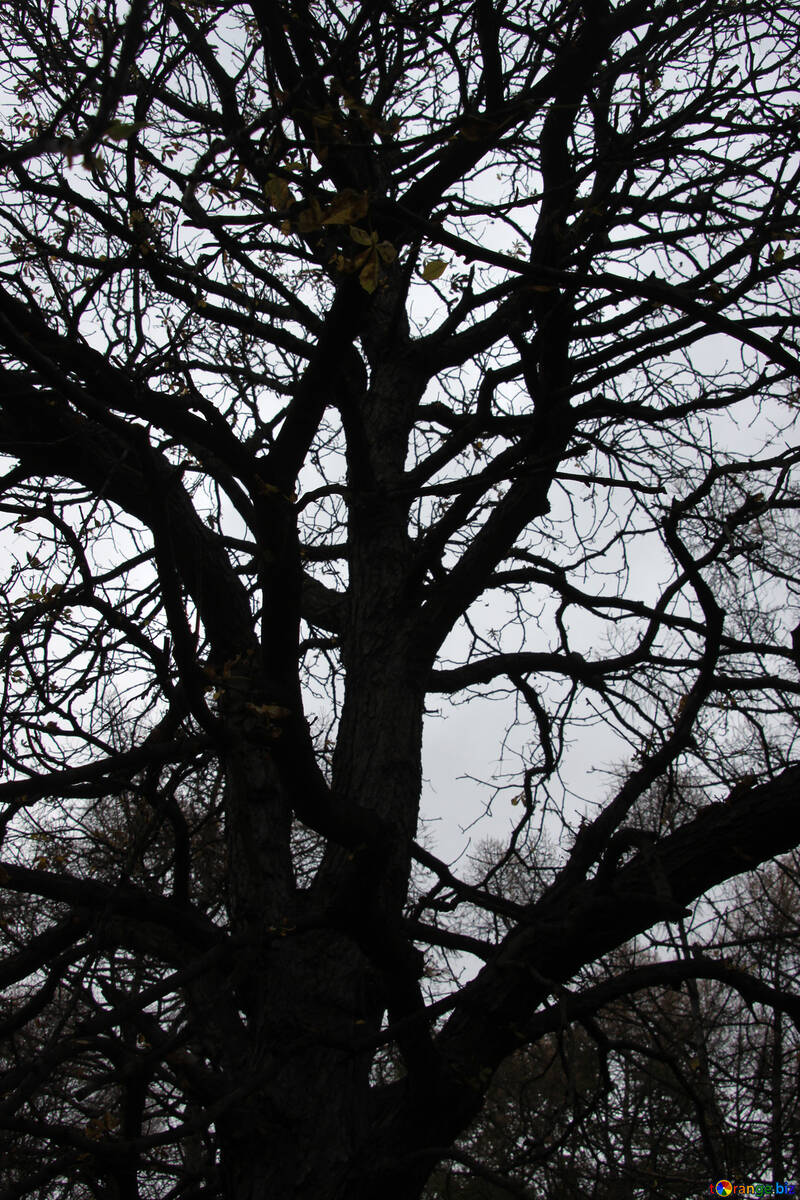 Дерево без листя №3320