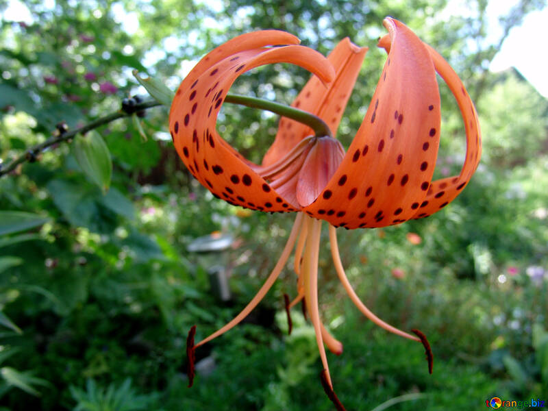 Flower Tiger Lily №3210