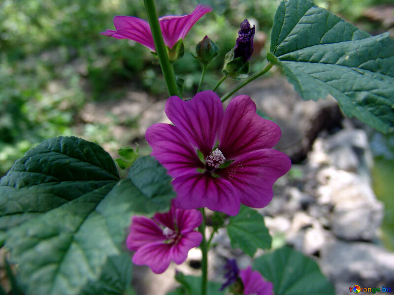  Mallow purple  №3227