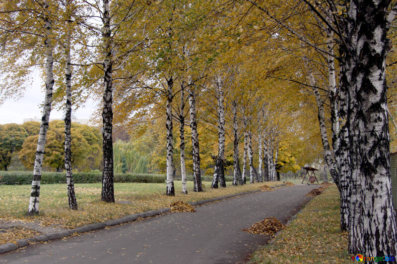  Un buen mantenimiento del parque de árboles árbol  №3363