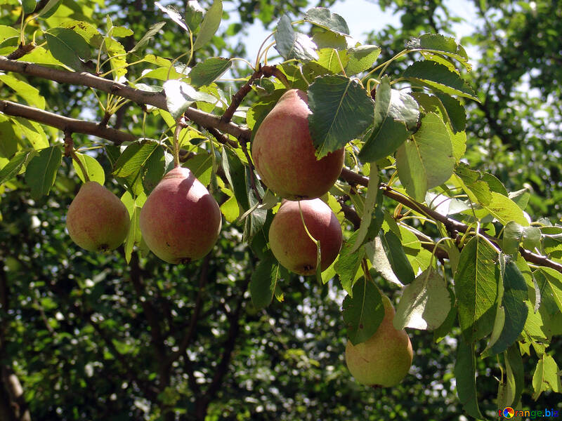 Ripe pears on branch №3192