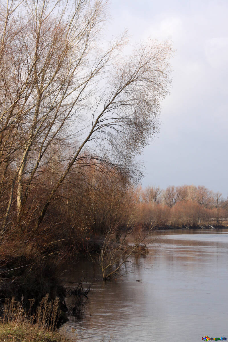 Le rivage de la rivière à l`automne №3501