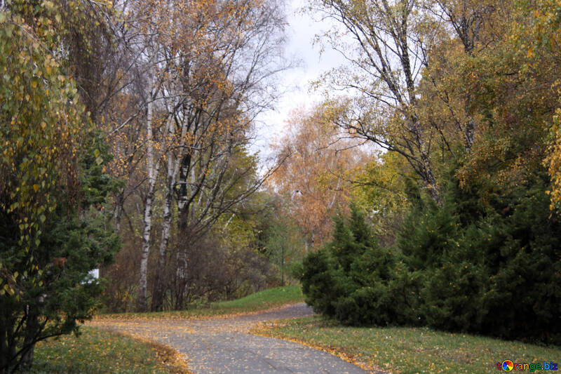  carril de tranquilidad en el otoño de los árboles del parque de árboles  №3342