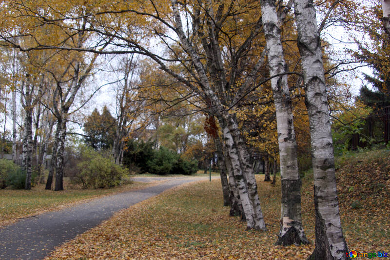  Track in birch forest  №3349