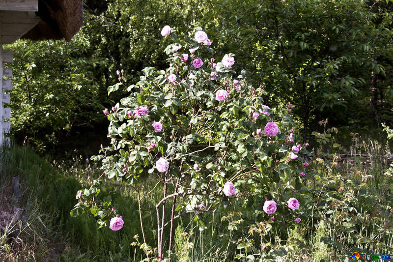 Bush tea rose №3257