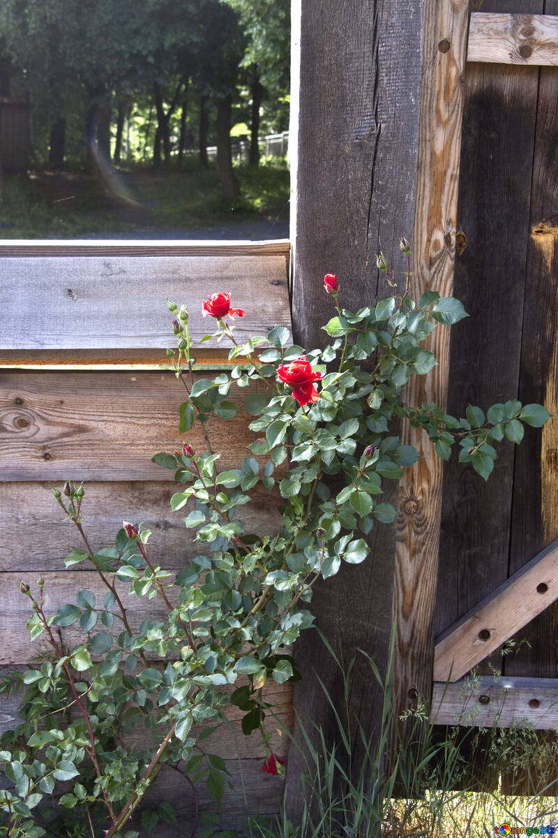 A climbing  Rose  near wooden  gate №3249