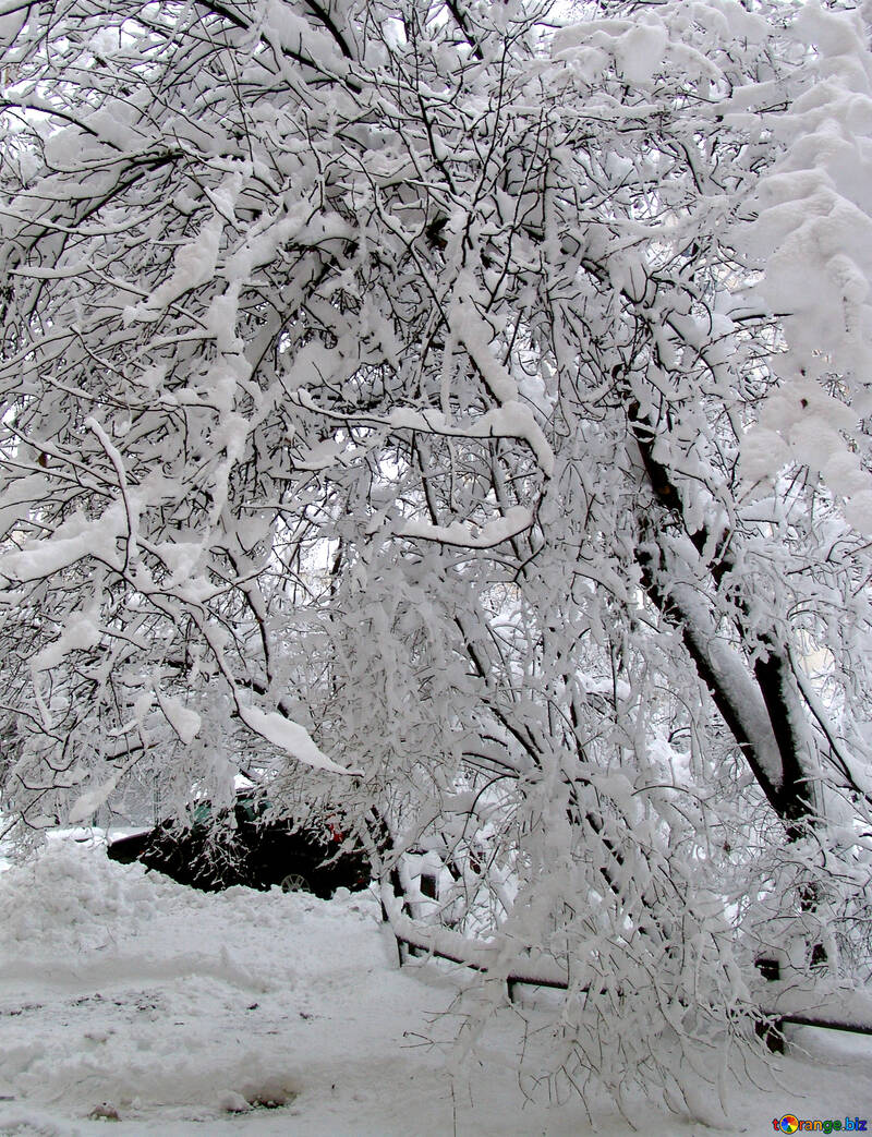  chapeau de neige sur branches de arbre  №3445