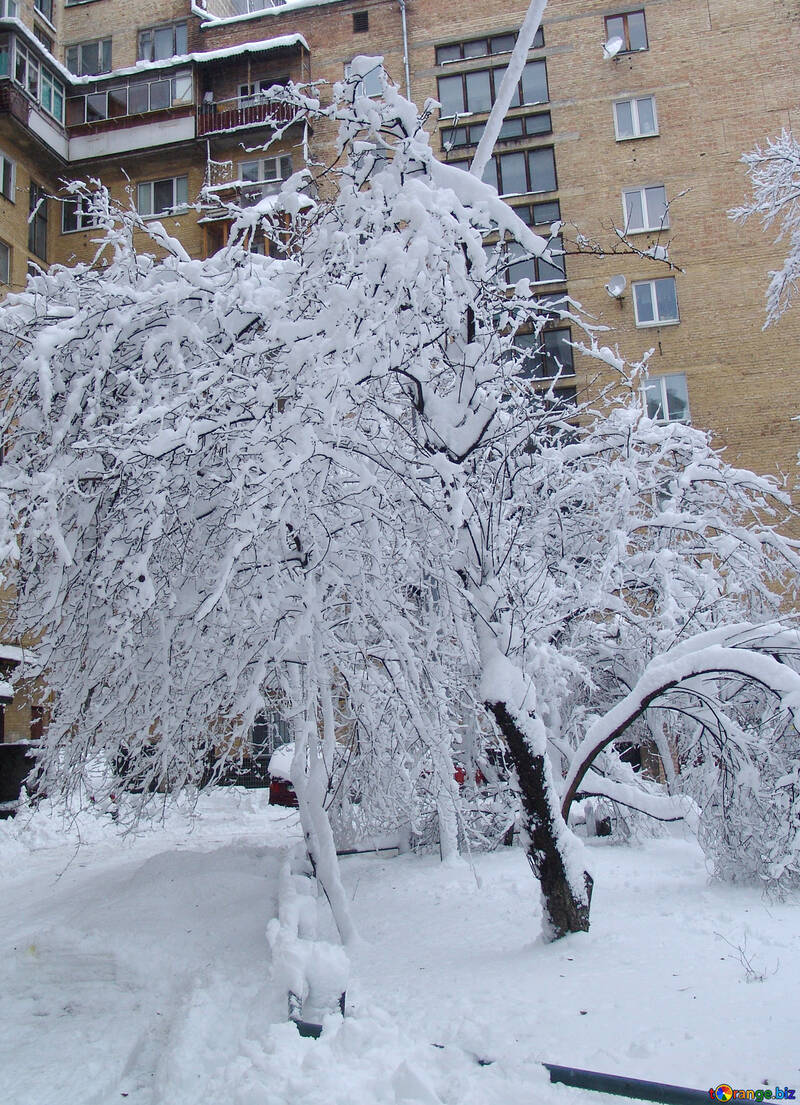 El árbol de nieve №3441