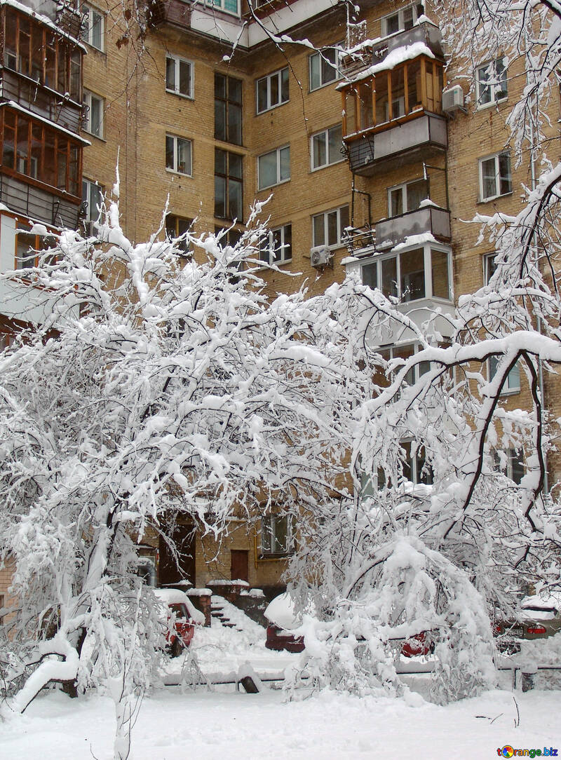 Bäume bedeckt mit Schnee №3438