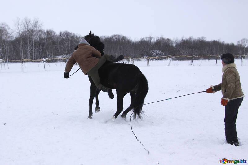 Le cavalier tombe de son cheval dans la neige №3954