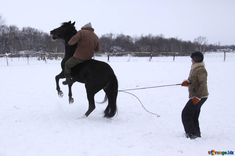 Winter horse bareback №3955