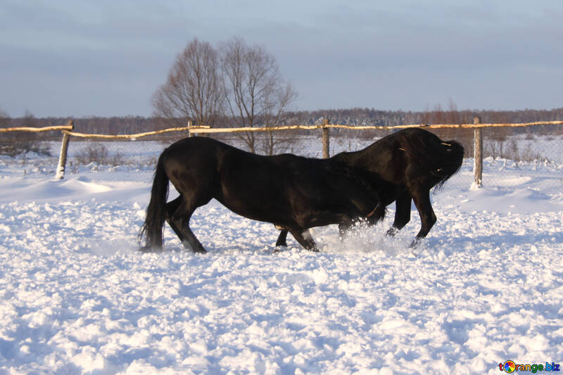 Cavalos na neve do inverno №3970