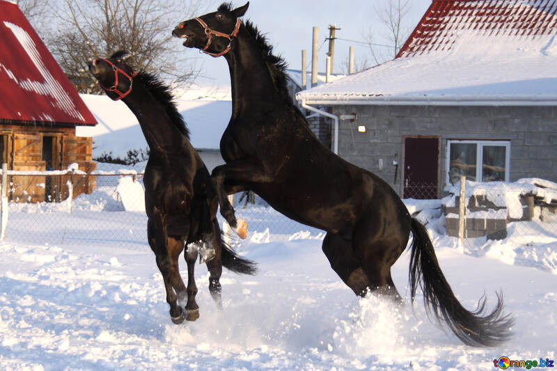 Pferde toben im Schnee №3973
