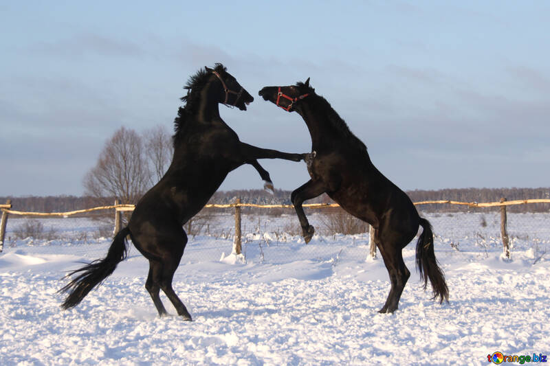 Horse fighting №3971