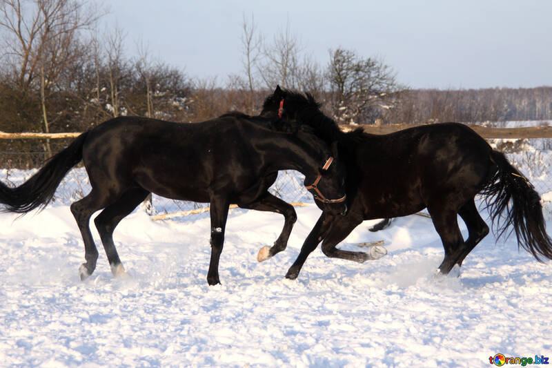 Cavalli giocare nella neve №3975