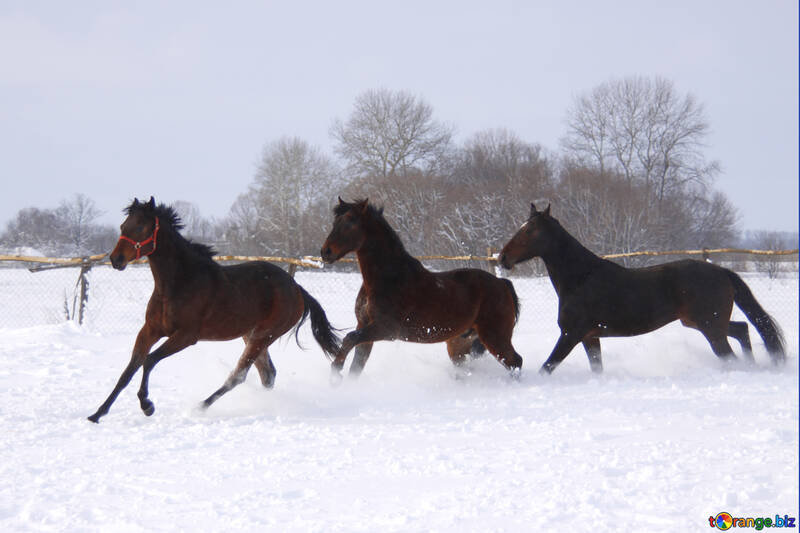 Horses running in the snow №3980