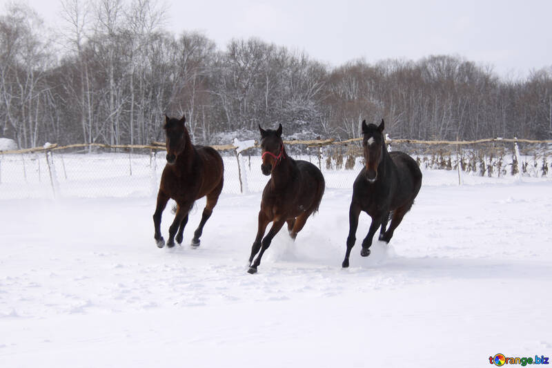 El tres de los caballos en la nieve №3982