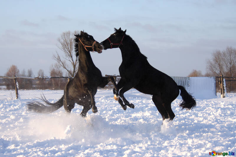 Lutte dans la neige №3964