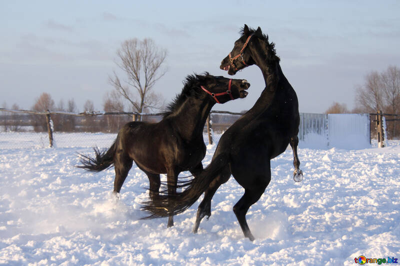 Games horses in the snow №3963