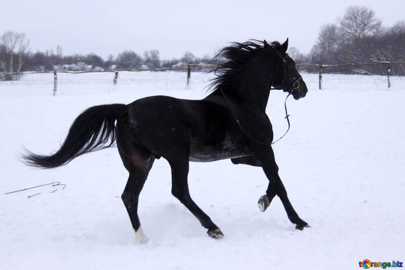 Étalon dans neige №3951