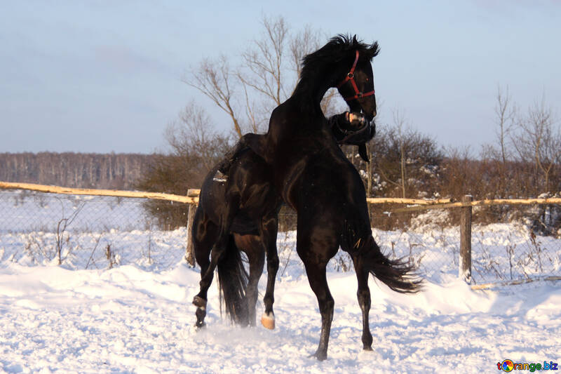 2 種馬 戦い 雪 №3957