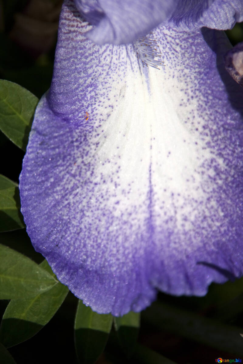  Iris petalo  №3240
