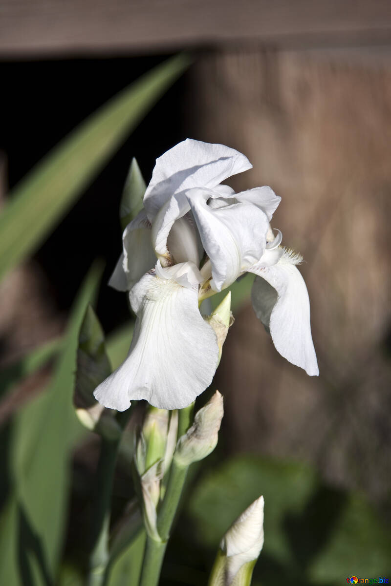 El iris blanco №3242
