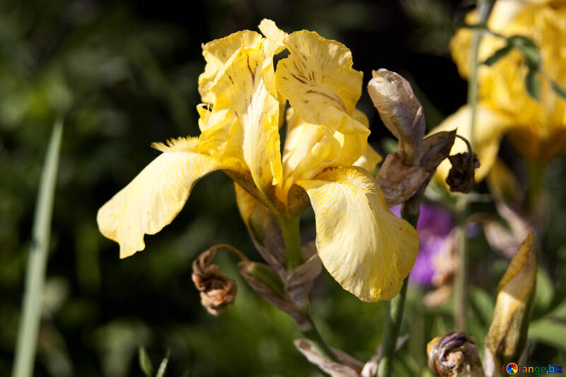 Iris amarillo №3245