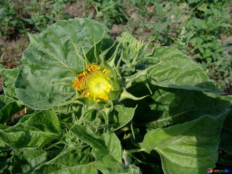 Sunflower bud №3190