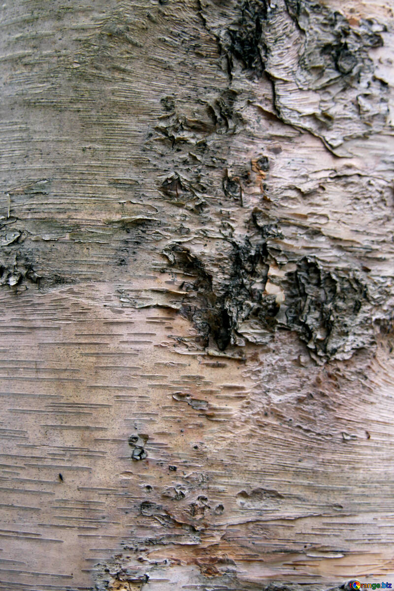  Texture. Birch bark texture texture  №3353