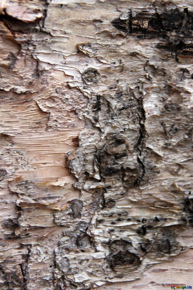  Texture. Birch bark  №3351