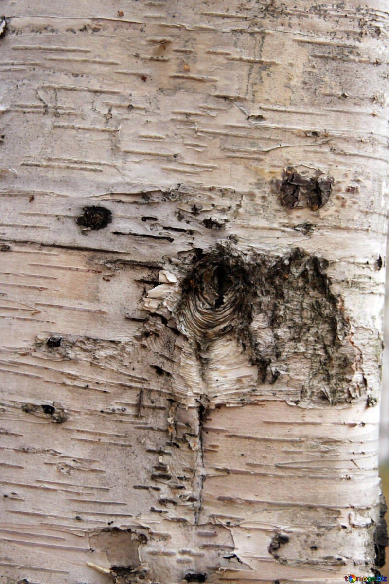  Birch. Texture . №3359